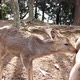 Close Up of Wild Deers in Nara Japan - VideoHive Item for Sale
