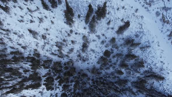 Pine tree forest and road in snow from above alt