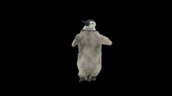 63 Samba Dancing HD alt