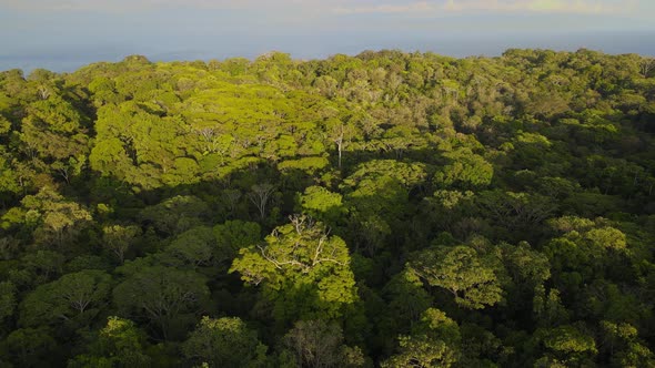 Ascending camera view in a tropical forest in the Osa Peninsula, Costa Rica alt