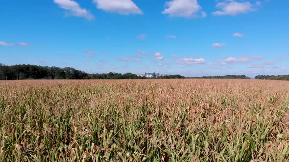 Cornfield. The Field on the Background of the Grain Elevator. View From the Top. Rows of Corn Shoots