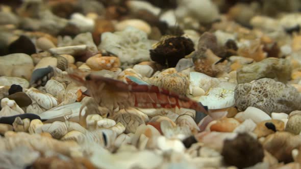 Concept 2-A1 View of Cherry Shrimp in Aquarium alt