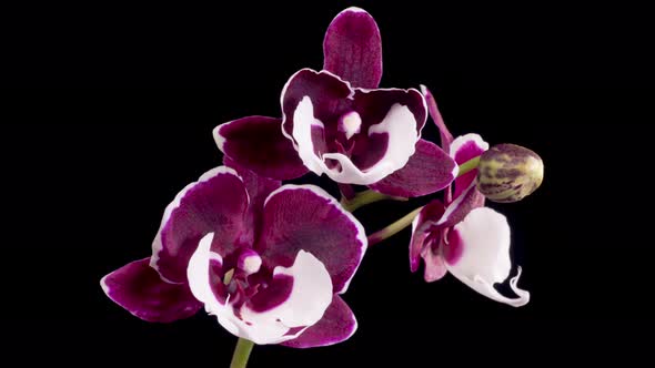 Blooming White - Magenta Orchid Phalaenopsis Flower alt