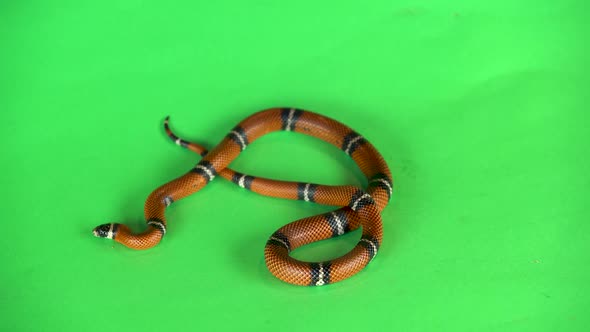 Sinaloan Milk Snake, Lampropeltis Triangulum Sinaloae, in Front on a Green Background Screen alt