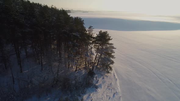 Winter Pine Forest Among the Fields in the Evening Sunset