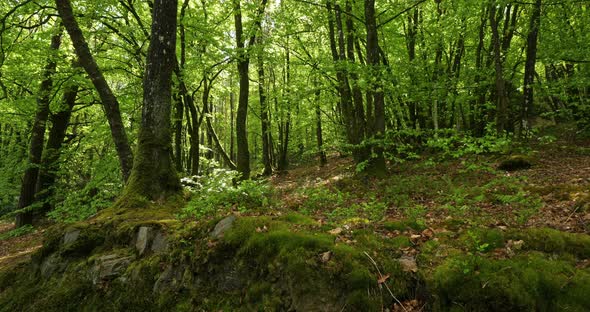 Lake Guerledan, forest near the Anse De Sordan,Cotes d Armor department, Brittany in France alt