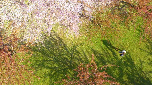 Top Shot view of Young woman with long hair enjoys spring garden in bloom. Happy girl running alt