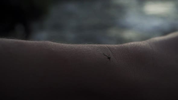 A Lonely Sad Mosquito Looking for a Place to Bite a Tourist's Hand