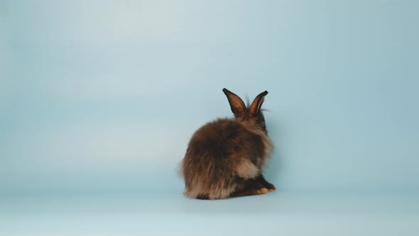 Little black bunny easter rabbit try to stand on blue screen background alt