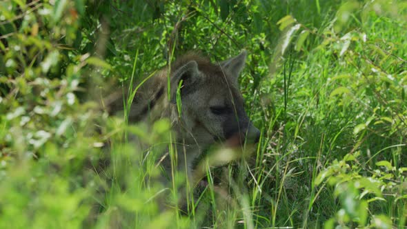 Hyena resting between bushes alt
