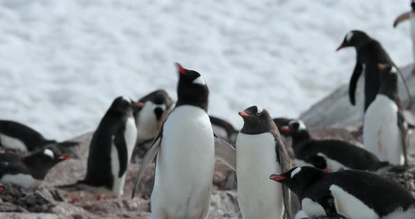 Colony of Gentoo penguins (Pygoscelis papua), Cuverville Island, Antarctica