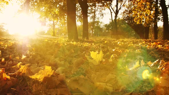 Dry Leaves Ground Autumn Park alt