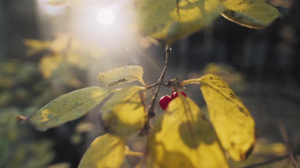 Guelder Rose on Branch alt