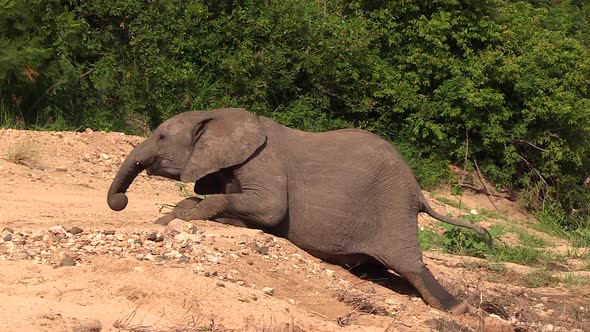 An elephant calf stuck in the sand as it struggles to get up from a sandy riverbank. alt