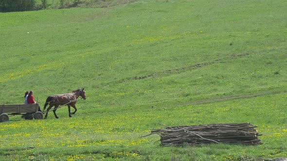 Horse carriage riding on a field alt