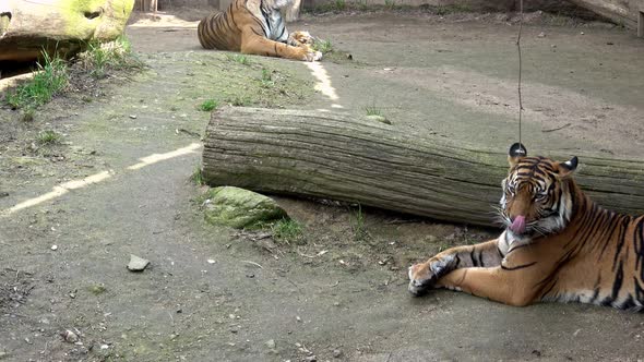 Two tigers lying in the park