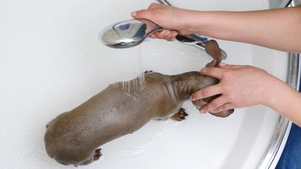 Woman Washing Dog in Bathroom alt