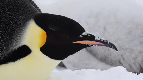 Emperor Penguin Close Up in Antarctica