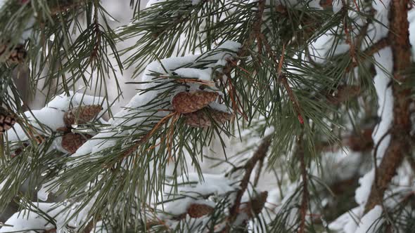 6 Coniferous Branch Under The Snow