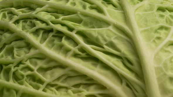 Savoy Cabbage 3 alt