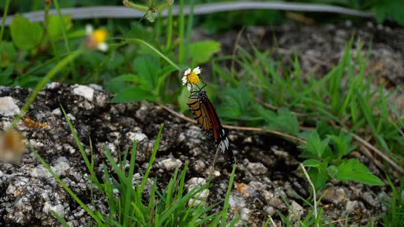 Monarch Butterfly on Flower