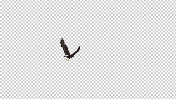 Black Hawk - Flying Around - Transparent Loop