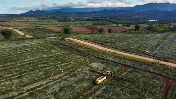 Crane shot of Pineapple Plantation alt