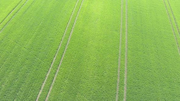 Tractor tire lines in the field of wheat 4K drone video alt