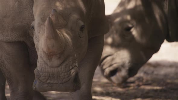White rhinos resting in the shadow