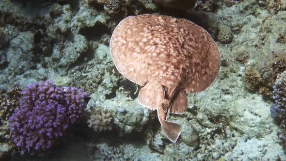 Panther Electric Ray (Torpedo panthera) in Red Sea, Egypt.