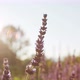 Lavender in the Field - VideoHive Item for Sale