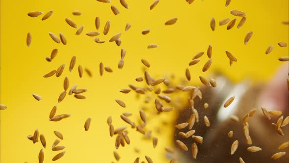Closeup of Falling Down Barley on Glass Table on Yellow Background alt