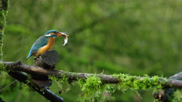 Eurasian kingfisher smacks wriggling fish on wood, swallows it and then poops alt