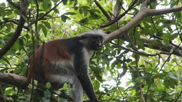 Red Colobus Monkey Sitting on Branch in Jozani Tropical Forest Zanzibar Africa alt