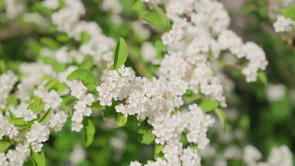 White pyracantha coccinea in bloom in spring in the garden close up