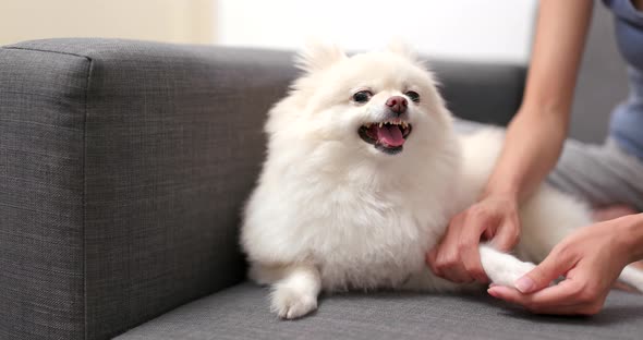 Pomeranian dog feeling angry when touch her hand and finger alt