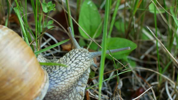 Close-up of a snail slowly crawling in the forest on green grass and leaves. alt