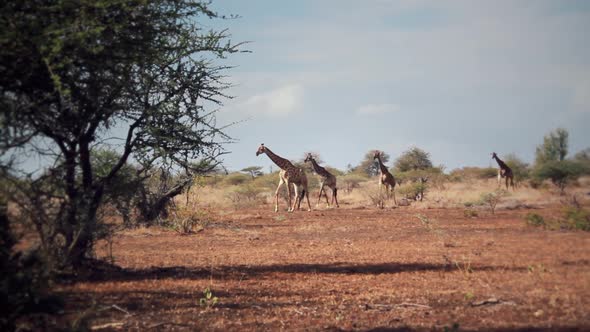 a group of giraffes walking freely in Africa alt