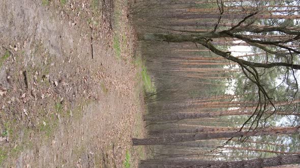 Vertical Video of a Road in the Forest Slow Motion alt