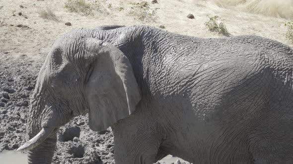 Elephant Mud Bath