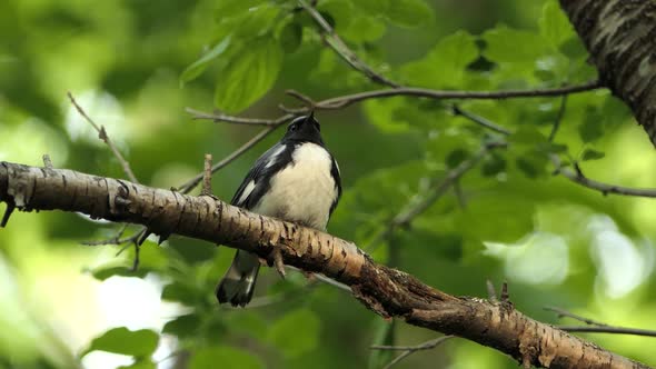 Wild male black-throated blue warbler, setophaga caerulescens perching on tree branch in its natural alt