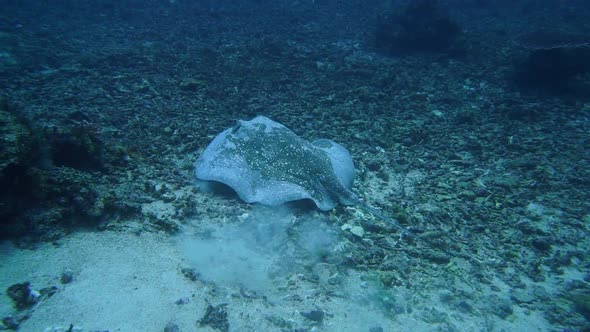 A big marble ray is swimming in deep water. this is the ray that killed Steve Irving. alt