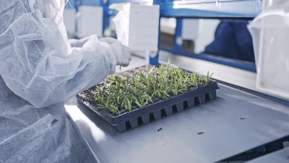 Worker planting small plants in trays inside industrial nursery alt