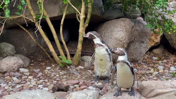 A Pair Of Penguins In The Park