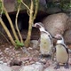 A Pair Of Penguins In The Park - VideoHive Item for Sale