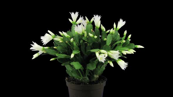 Growing and rotating white Easter cactus alt