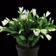 Growing and rotating white Easter cactus - VideoHive Item for Sale