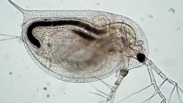 Defecation of the Microorganism From Daphnia Pond Closeup alt