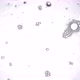 Detergent Splashes on the Glass Against a Bright White Background. The Bubbles Are Grouped Together - VideoHive Item for Sale