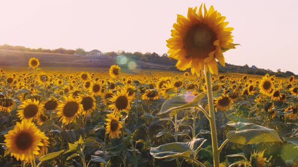 Sunflower Waving in the Wind in Sunflower Field on Sunset